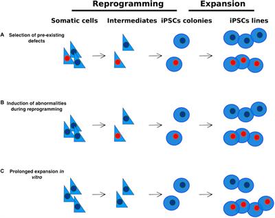 How Does Reprogramming to Pluripotency Affect Genomic Imprinting?